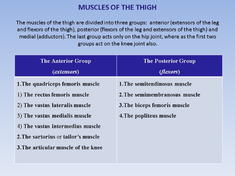 MUSCLES OF THE THIGH  The muscles of the thigh are divided into three